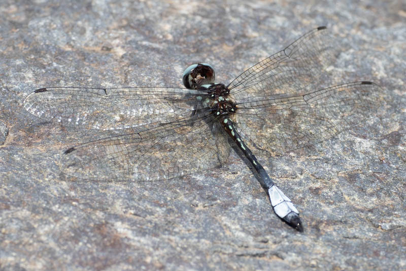 Macrothemis pseudimitans (White-tailed Sylph).jpg